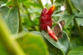 Butterfly sitting on the green leaf near costus spicatus flower Royalty Free Stock Photo