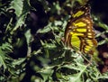 Butterfly sitting in the green leaves Royalty Free Stock Photo