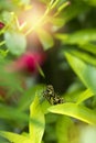 Butterfly sitting in green leaves