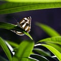 Butterfly sitting in the green leaves Royalty Free Stock Photo