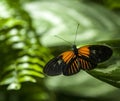 Butterfly sitting in the green leaves Royalty Free Stock Photo