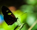 Butterfly sitting in the green leaves Royalty Free Stock Photo