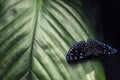 Butterfly sitting in the green leaves, Indonesia, Asia. Wildlife scene from forest. Royalty Free Stock Photo