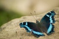 Butterfly sitting on a ground.