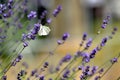 Butterfly sitting on growing lavender. Cabbage white Royalty Free Stock Photo