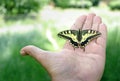 Butterfly sitting on the hand. beautiful bright butterfly machaon