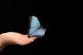 butterfly sitting on the hand