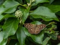 A butterfly sitting on an ivy leaf Royalty Free Stock Photo