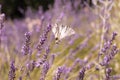 Butterfly sitting on lavender. Beautiful purple lavender field Royalty Free Stock Photo