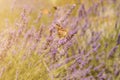 Butterfly sitting on lavender. Beautiful purple lavender field Royalty Free Stock Photo