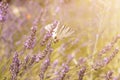 Butterfly sitting on lavender. Beautiful purple lavender field Royalty Free Stock Photo
