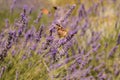 Butterfly sitting on lavender. Beautiful purple lavender field Royalty Free Stock Photo