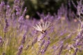 Butterfly sitting on lavender. Beautiful purple lavender field Royalty Free Stock Photo