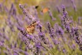 Butterfly sitting on lavender. Beautiful purple lavender field Royalty Free Stock Photo