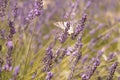 Butterfly sitting on lavender. Beautiful purple lavender field Royalty Free Stock Photo