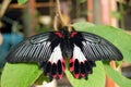 Butterfly sitting on a leaf with black, red and white wings Royalty Free Stock Photo