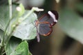 Butterfly sitting on a leaf in the garden