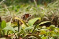 Butterfly sitting on the leaves on green grass background Royalty Free Stock Photo