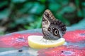 A butterfly is sitting on a lemon slice Royalty Free Stock Photo