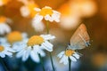 Butterfly sitting a meadow Royalty Free Stock Photo