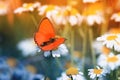 Butterfly sitting a meadow Royalty Free Stock Photo