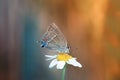 Butterfly sitting a meadow Royalty Free Stock Photo