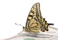 Butterfly sitting on one dollar Royalty Free Stock Photo