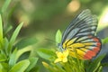 Butterfly sitting over a yellow ixora flowers