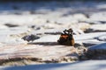 Butterfly sitting on a pavement rock Royalty Free Stock Photo