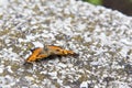 Butterfly sitting on a pavement rock Royalty Free Stock Photo
