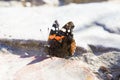 Butterfly sitting on a pavement rock Royalty Free Stock Photo
