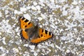 Butterfly sitting on a pavement rock Royalty Free Stock Photo