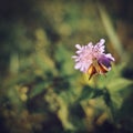 Butterfly sitting on a pink flower on green background on a sun Royalty Free Stock Photo