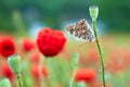 Butterfly sitting on a poppy stem, flora and fauna