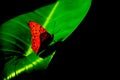 Red and black butterfly on a bright green leaf backdrop Royalty Free Stock Photo