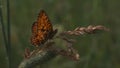 Butterfly sitting on a purple blooming flower. Motion. Natural landscape, close up of an orange and black small Royalty Free Stock Photo