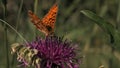 Butterfly sitting on a purple blooming flower. Motion. Natural landscape, close up of an orange and black small Royalty Free Stock Photo