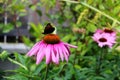 butterfly sitting on the purple flower in the garden detail echinacea