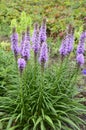 A butterfly sitting on purple fluffy flowers liatris spikata