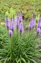 A butterfly sitting on purple fluffy flowers liatris spikata