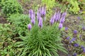 A butterfly sitting on purple fluffy flowers liatris spikata