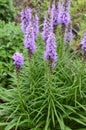 A butterfly sitting on purple fluffy flowers liatris spikata