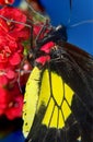 Butterfly sitting on a red flower. Blue background, studio macro photography. Royalty Free Stock Photo