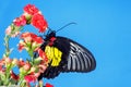 Butterfly sitting on a red flower. Blue background, studio photography. Royalty Free Stock Photo