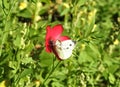 A butterfly sitting on a red flower Royalty Free Stock Photo