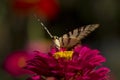 Butterfly sitting on red flower