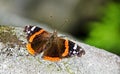 Butterfly sitting on a rock. Insect in black and orange colors. Royalty Free Stock Photo
