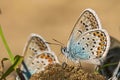 Butterfly sitting on the sand close-up. wings with dots. orange grey blue Royalty Free Stock Photo