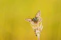 Butterfly sitting on summer meadow in the sunshine Royalty Free Stock Photo