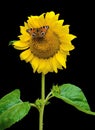 Butterfly sitting on a sunflower on a black background Royalty Free Stock Photo